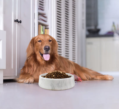 Koville White Pet Bowl 9.36 in – Illuminating Elegant Spaces